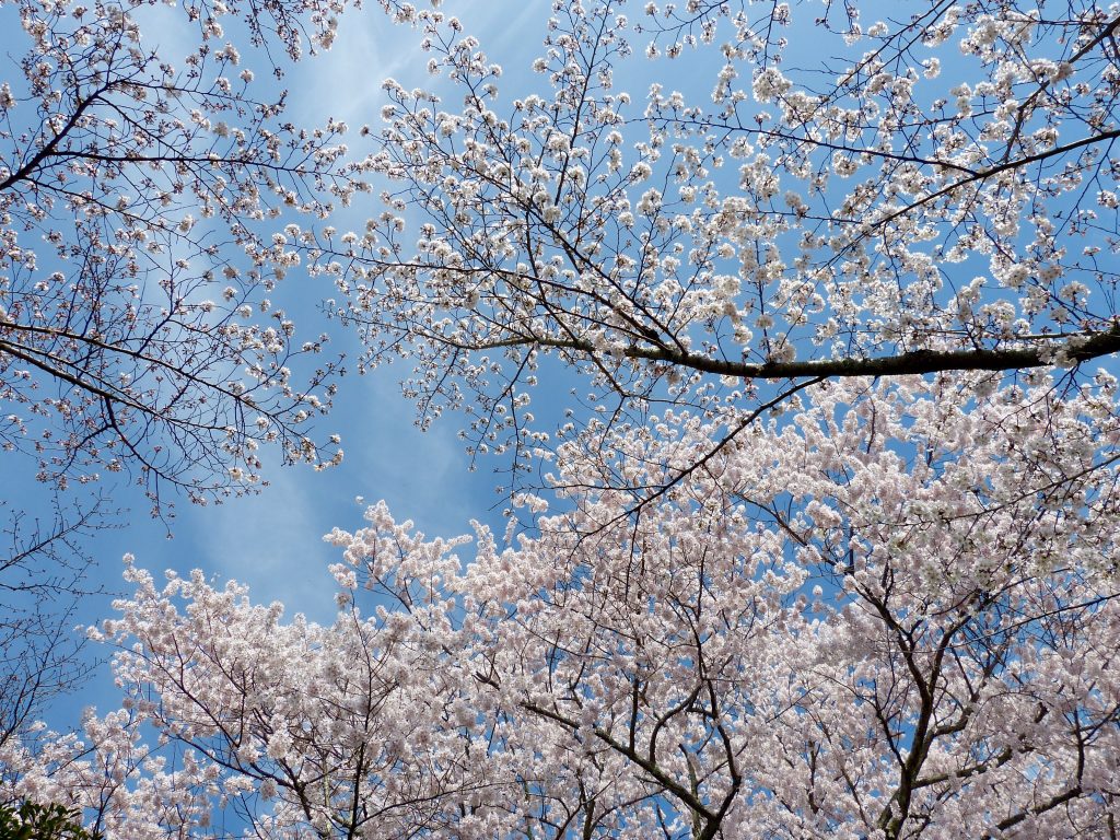 Cherry blossom Japan Familyearthtrek