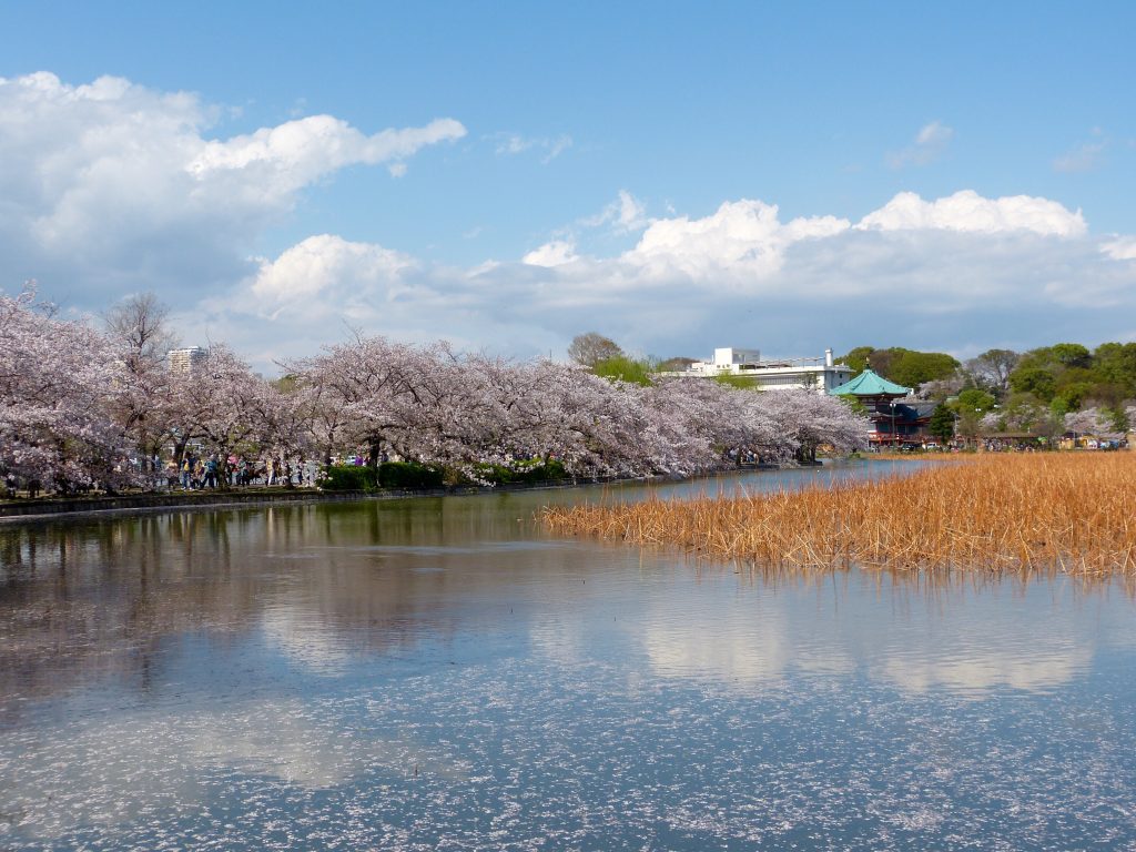 Cherry blossom Inokashira park Japan