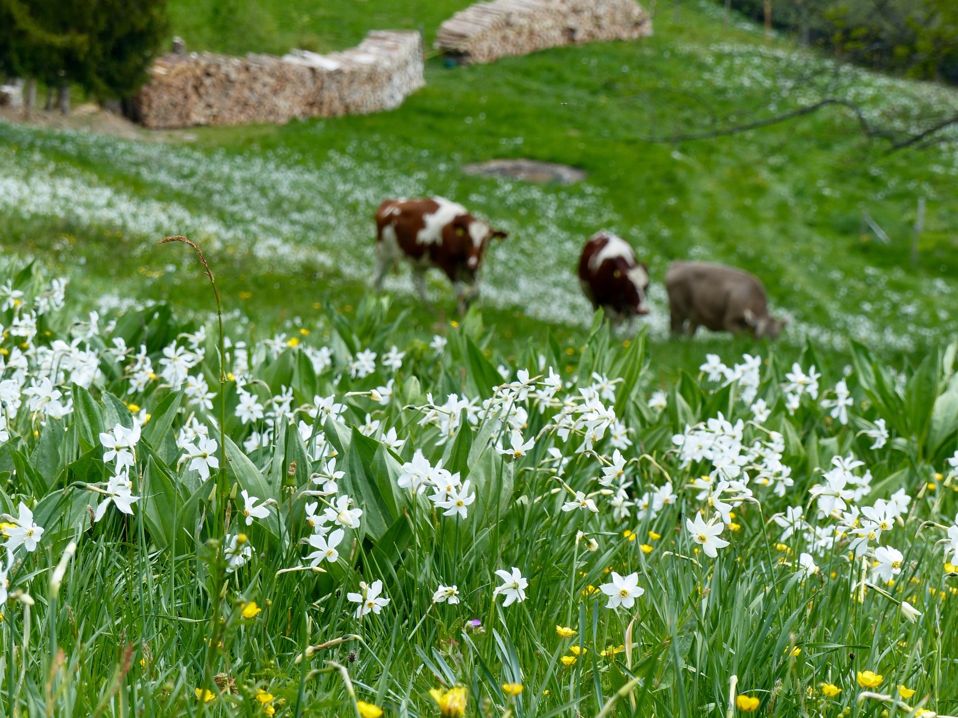 11 beautiful spring flower blossoms spots in Switzerland ...