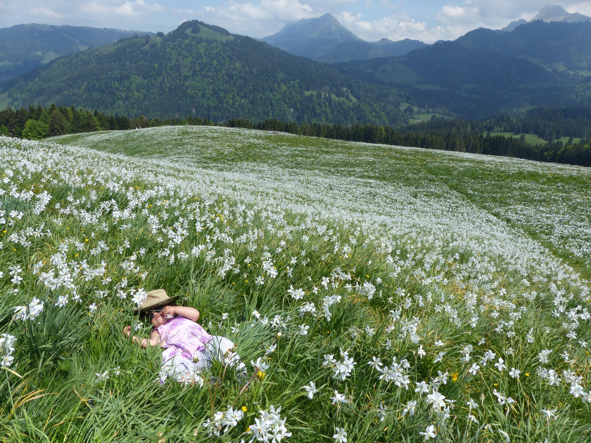 11 beautiful spring flower blossoms spots in Switzerland – Family Earth Trek